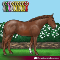 Horse Color:Chestnut Sabino Rabicano 