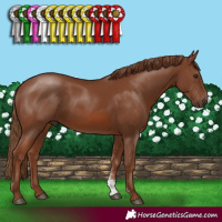 Horse Color:Chestnut Sabino Rabicano