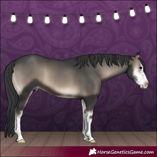 Horse Color:Blue Onyx Sabino 