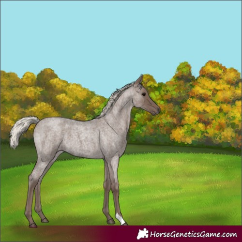 Horse Color:Silver Blue Roan 