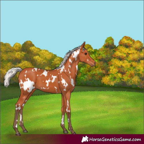 Horse Color:White Spotted Silver Bay 