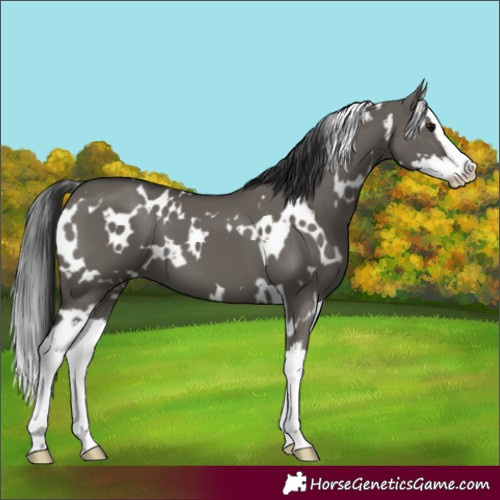 Horse Color:White Spotted Grullo Splash 