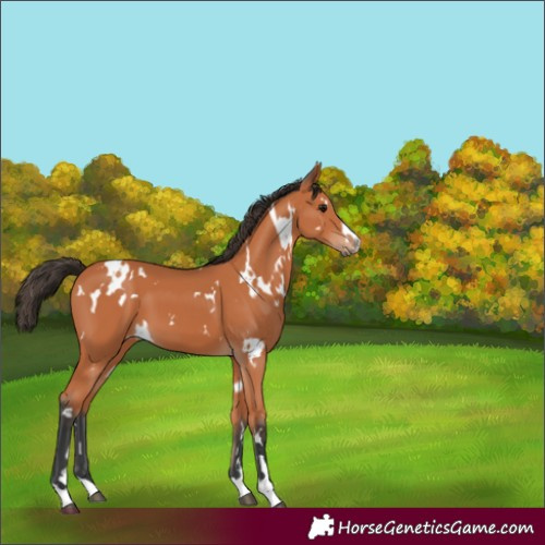Horse Color:White Spotted Bay 