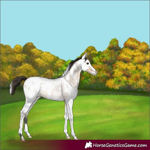 Horse Color:Bay Roan Dun Sabino Blanket Rabicano  and Silver Grullo Sabino Splash Blanket Rabicano 