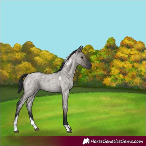 Horse Color:Grullo Roan Tobiano 