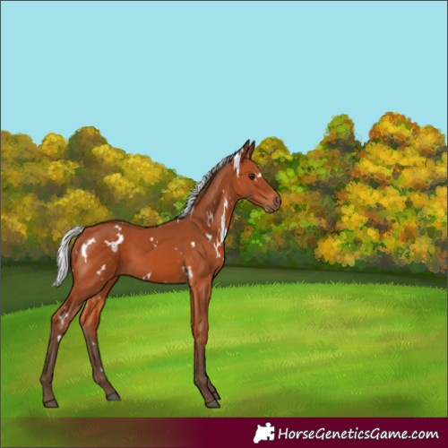 Horse Color:White Spotted Silver Bay 