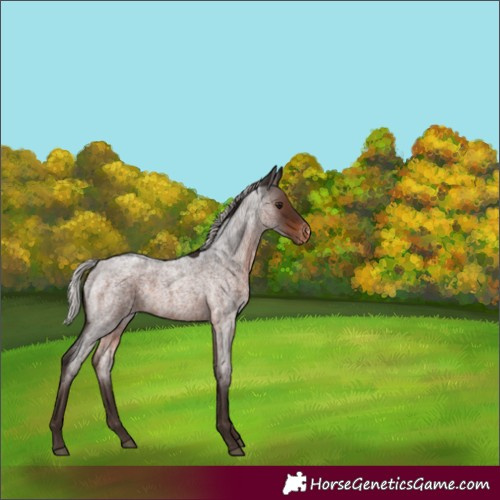 Horse Color:Silver Brown Roan Varnish Rabicano 