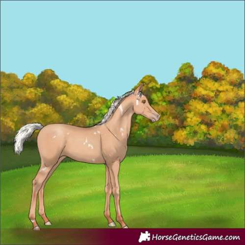 Horse Color:White Spotted Silver Classic Champagne 