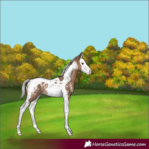 Horse Color:Silver Brown Dun Sabino Splash Tobiano Blanket Rabicano 