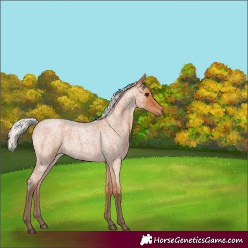 Horse Color:Silver Bay Roan 