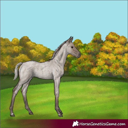 Horse Color:Silver Grullo Roan 
