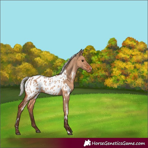 Horse Color:White Spotted Silver Brown Dun Near Leopard 
