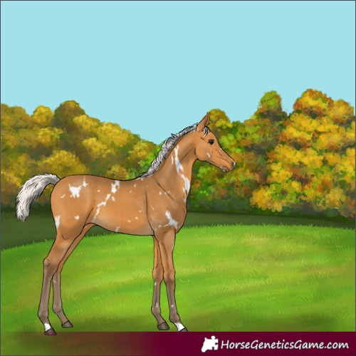 Horse Color:White Spotted Silver Buckskin 