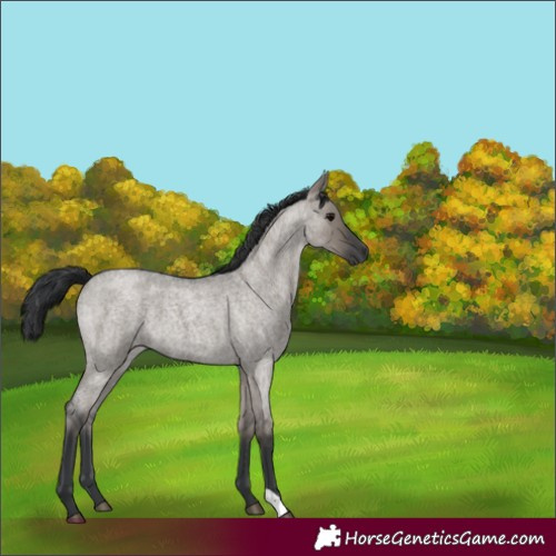 Horse Color:Grullo Roan 