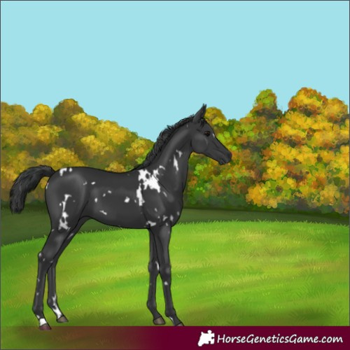Horse Color:White Spotted Black 