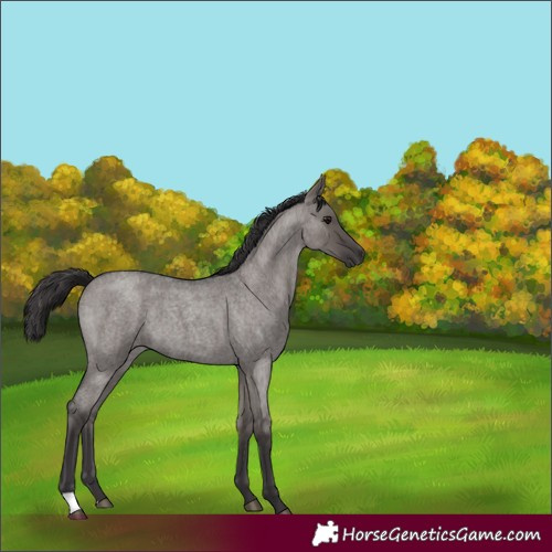 Horse Color:Smoky Grullo Roan 