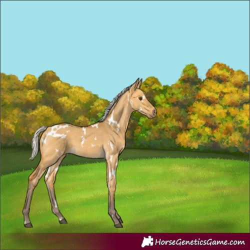 Horse Color:White Spotted Silver Buckskin Dun 
