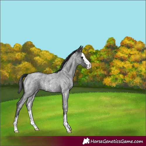 Horse Color:Blue Roan Sabino Splash Snowflake VarnishRabicano 