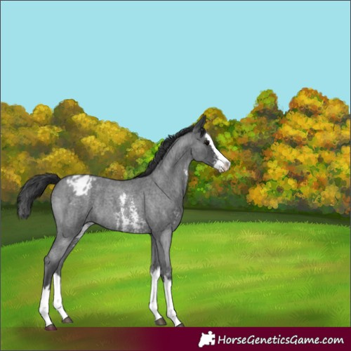 Horse Color:Blue Roan Sabino Splash Varnish 