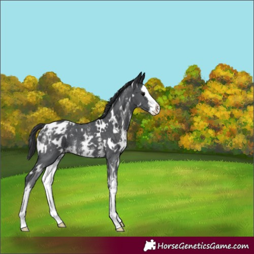 Horse Color:White Spotted Black Sabino Splash Blanket 