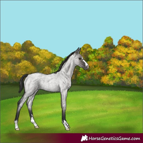 Horse Color:Grullo Roan Varnish Rabicano 