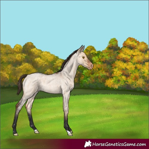 Horse Color:Bay Roan Dun Snowflake Varnish Rabicano 