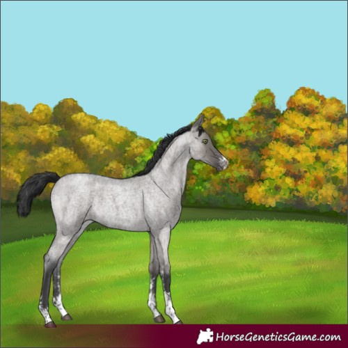 Horse Color:Grullo Roan Sabino Varnish Rabicano 