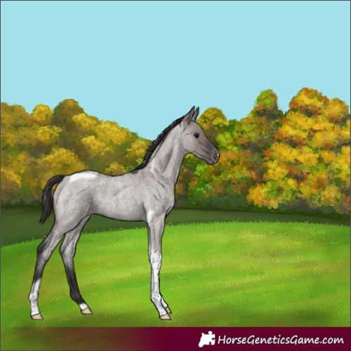 Horse Color:Smoky Grullo Roan Tobiano Varnish Rabicano 
