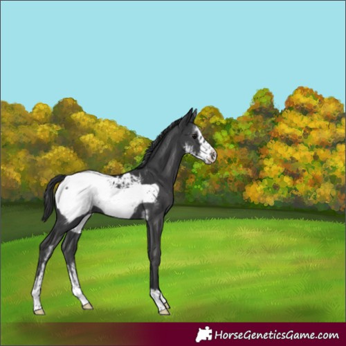 Horse Color:Black Sabino Frame Snowcap Rabicano 