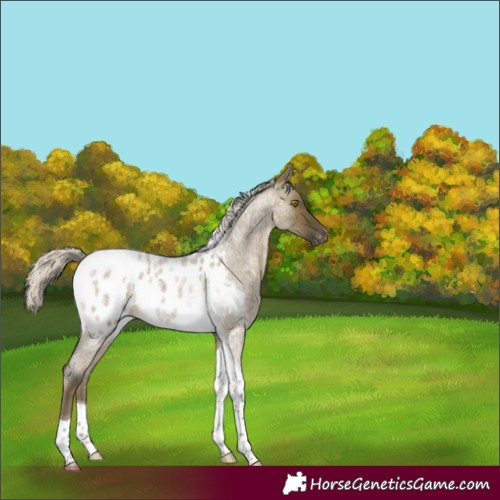 Horse Color:Silver Buckskin Roan Dun Tobiano Blanket Rabicano 