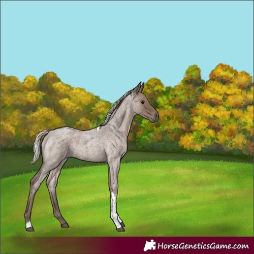 Horse Color:Silver Blue Roan Tobiano Rabicano 