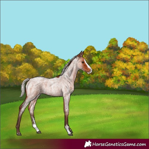 Horse Color:Silver Bay Roan Sabino Splash Rabicano 