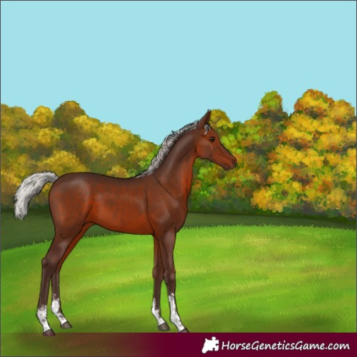 Horse Color:Silver Brown Sabino Rabicano 