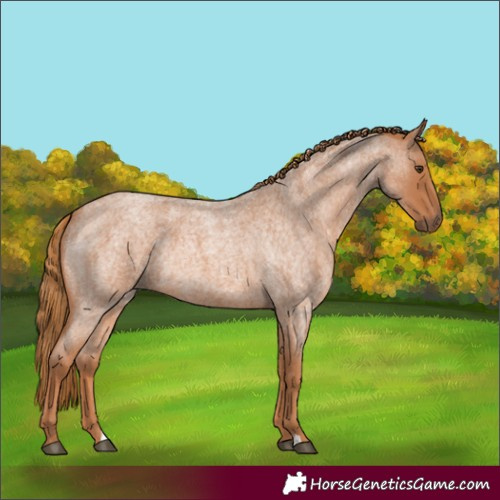 Horse Color:Red Roan Rabicano 