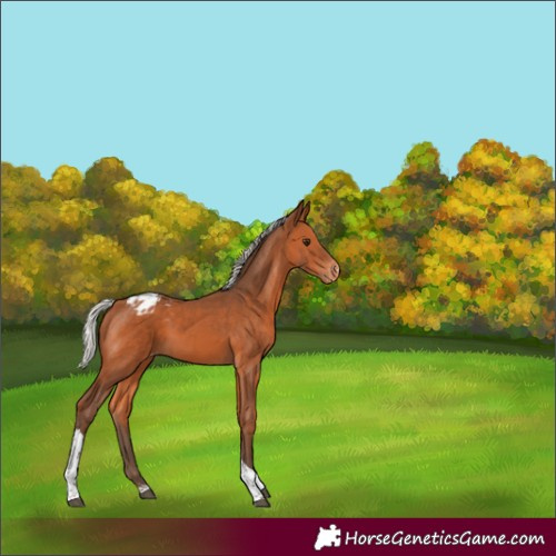 Horse Color:Silver Bay Sabino Tobiano Varnish Rabicano 
