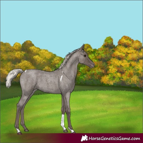Horse Color:Silver Blue Roan Tobiano Varnish Rabicano 