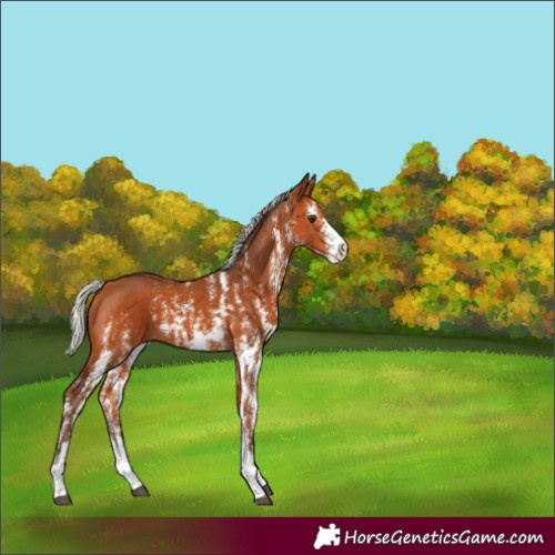 Horse Color:Silver Bay Sabino Rabicano 