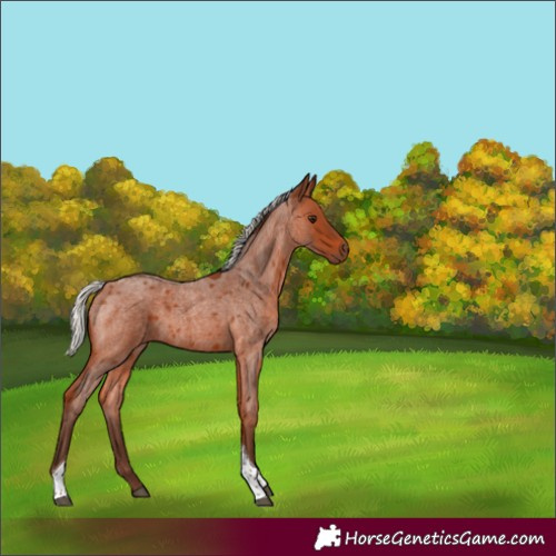 Horse Color:Silver Bay Roan Tobiano Rabicano 