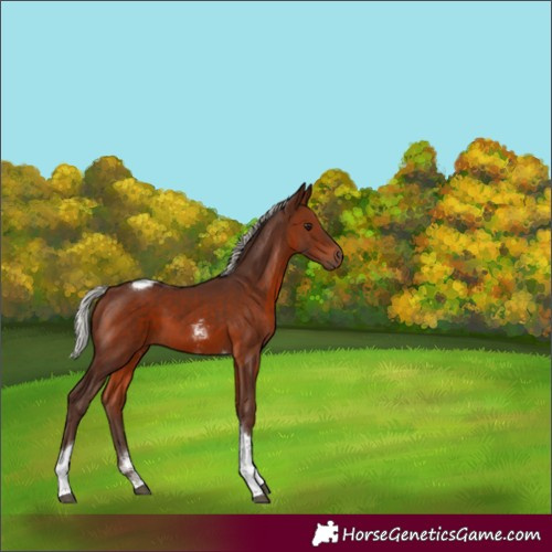 Horse Color:Silver Brown Sabino Tobiano Rabicano 
