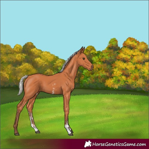 Horse Color:Silver Bay Sabino Rabicano 