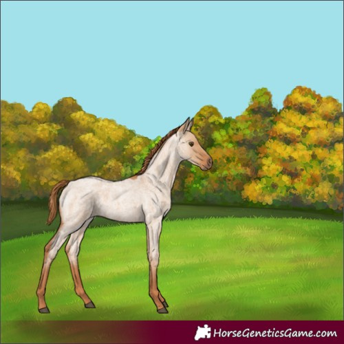 Horse Color:Red Dun Roan Rabicano 