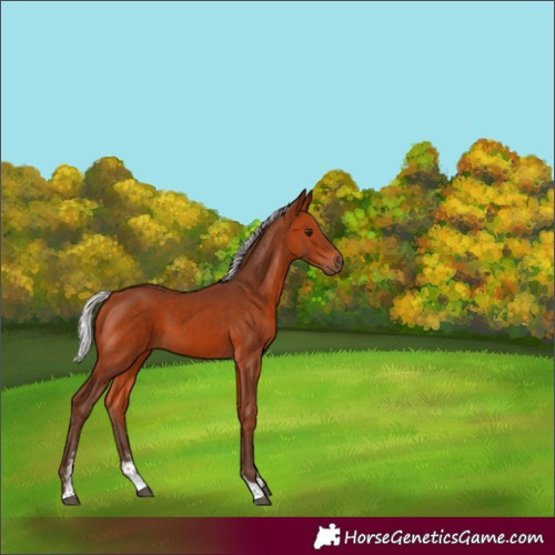 Horse Color:Silver Bay Sabino Tobiano Rabicano 