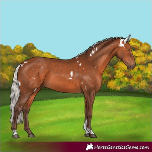 Horse Color:White Spotted Silver Brown Sabino Rabicano 