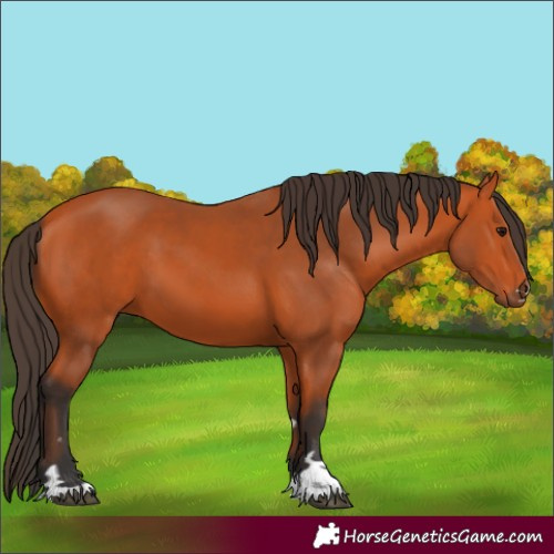 Horse Color:Unknown 