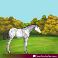 Horse Color:Blue Roan Splash Appaloosa 