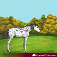 Horse Color:Black Splash Appaloosa 