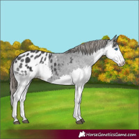 Horse Color:Black Splash Appaloosa 