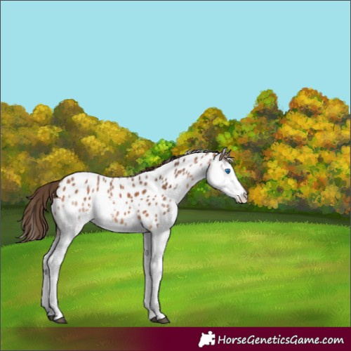 Horse Color:Bay Splash Near Leopard