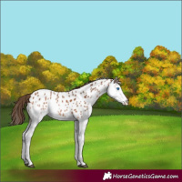Horse Color:Bay Splash Appaloosa 