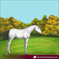 Horse Color:Blue Roan Splash Near Leopard 